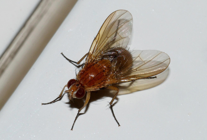 Mosca rossa;  Phaonia pallida